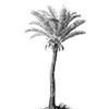 Date Palm